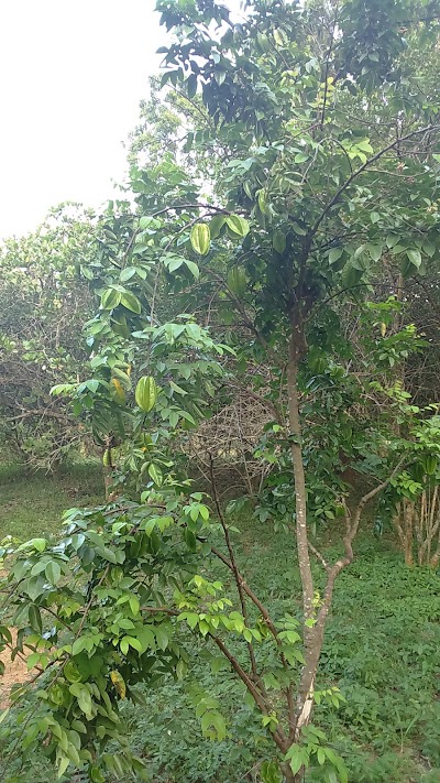 Photos of Maha Farm