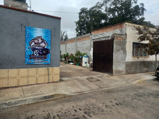 Autolavado D'dogs - Visual