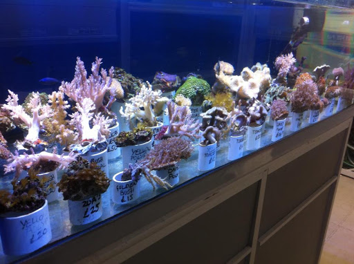 Deepblue Aquatic - Visual