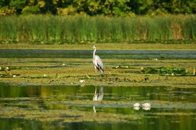 Photos of Tisza-tavi cs&oacute;nakos barangol&aacute;s