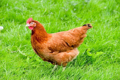 Durham Hens Limited - Thumbnail