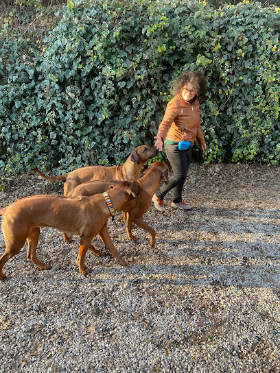 Allevamento Shona out of Africa rhodesian ridgeback