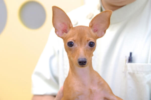 ほーむず動物病院