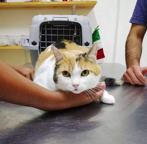 Médicos Veterinarios del Sur