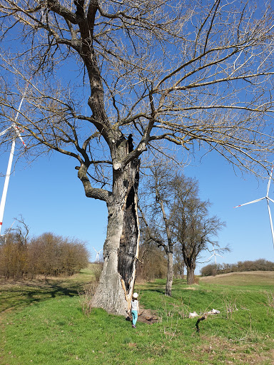 Der sterbende Baum
