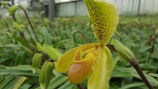 Orchidee Aprosio Logo
