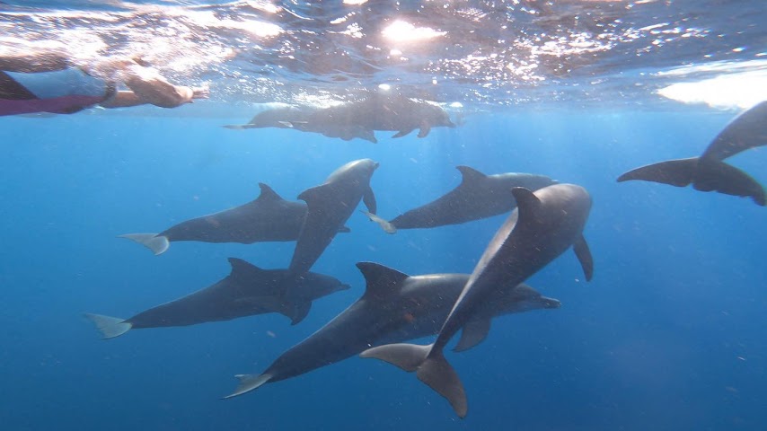 Dolphintour and snorkeling by null