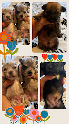 Photo n°11 de Elevage de Chihuahuas 