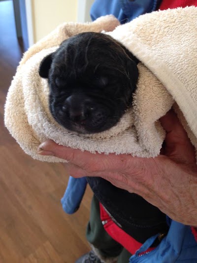 Photos of Veterinary specialist for small animals Dr. Jens Diel