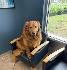 Noah's Westside Animal Hospital