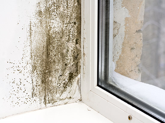 Everett Mold Removal Co. photo