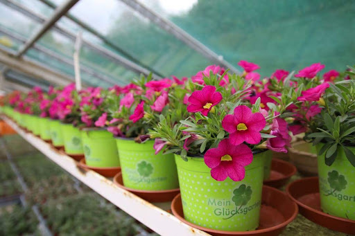 Schöne Blumen Floristik & Gartenbau - Thumbnail