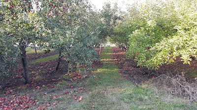 The Orchard