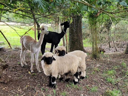 Photo de French Teacher Homestay - Le Domaine des Sources à Landévant (56690)