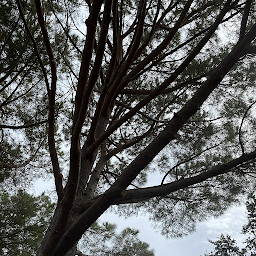 Photo n°5 de D’arbre en arbre à Propriano (Paysagiste)