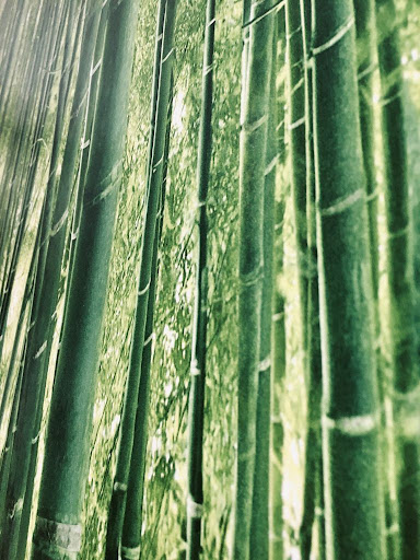 Centro Opalo Santa Cruz