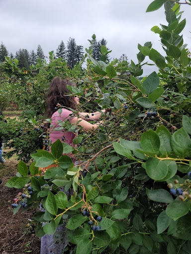 Gibson Farms U-Pick Blueberries - Thumbnail