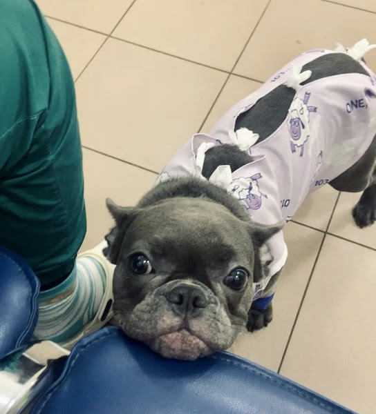 Обладнання в ветеринарній клініці