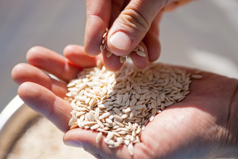 （株）久留米原種育成会 きゅうりは久留米