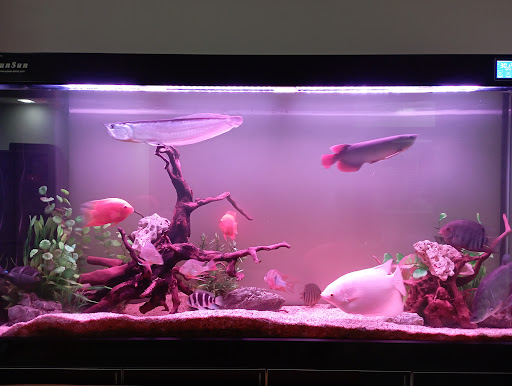 Tan Mok Ya Aquarium - Thumbnail