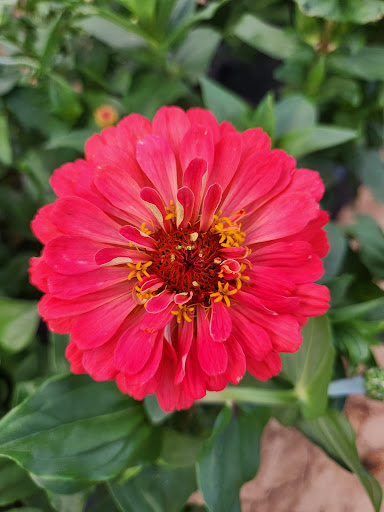 Fuhrmann Flowers (Farmer-Florist for Weddings & Events) - Thumbnail