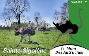 Photo n°1 de Le Mont des Autruches à Sainte-Sigolène (Élevage de volailles)