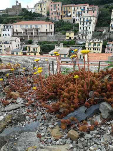 Gioielli del mare - Thumbnail