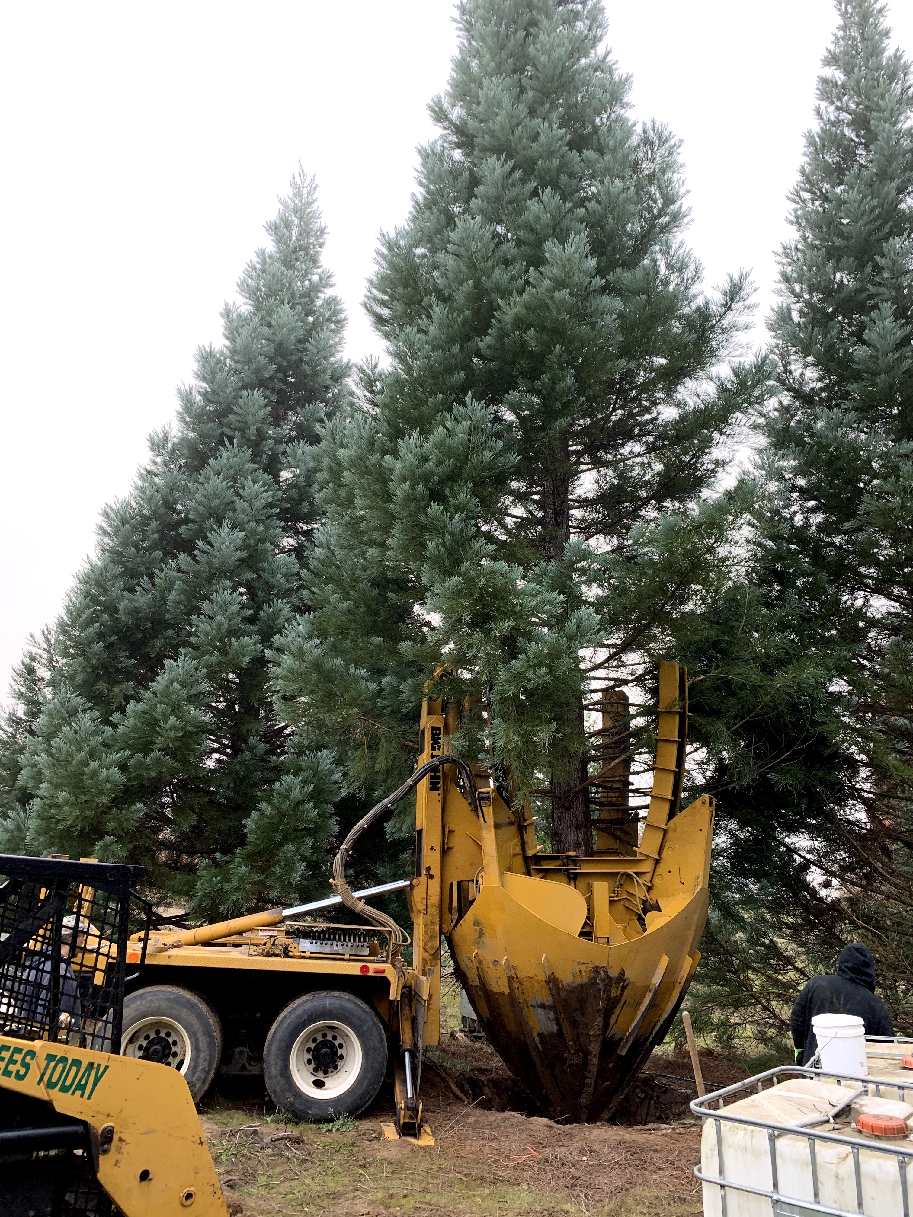 Big Trees Today