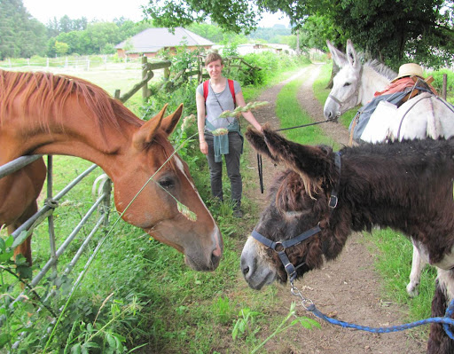 Photo de Les ânes de Vassivière à Peyrat-le-Château (87470)