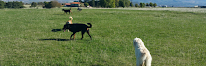 Fox&co Éducation Canine Orléans à Olivet