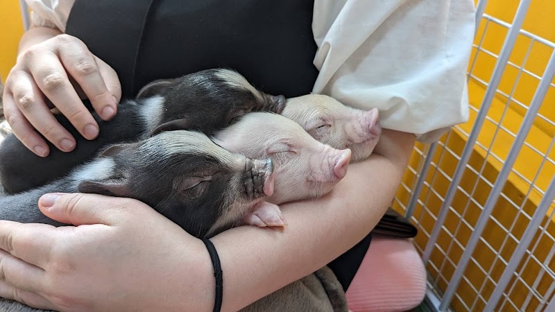 ぶぶはぴ(マイクロブタとのふれあい)