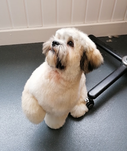 Posh Dog Pet Grooming - Thumbnail