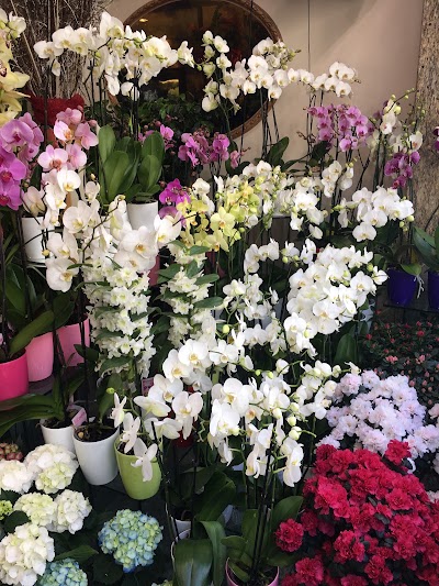 Photos of Oasi Flowers (Ά&nu;&theta;&eta; &Phi;&upsilon;&tau;ά Ό&alpha;&sigma;&eta; )