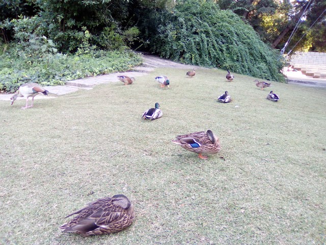 Jardim da Fundação Calouste Gulbenkian