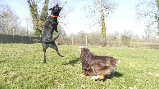 Photo de Pension Canine Canes Domum à Saint-Paul-de-Varax (01240)