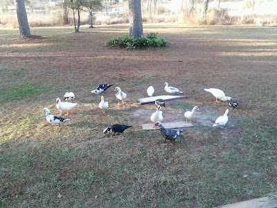 Longville Lake Park