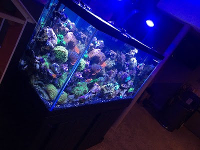 Aquatic Realmz Aquarium Maintenance & Design