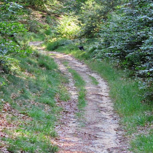 Amerongse Bos - Thumbnail