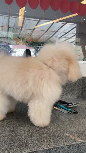 Avaliações sobre Pet Villa Madalena em Recife - Veterinário