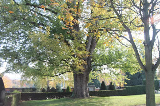 Friedhofsverwaltung Bad Nauheim - Thumbnail
