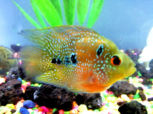 Acuario JMC - Mexico