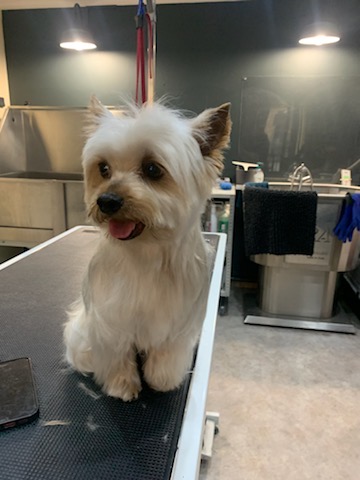 Splash'Dog