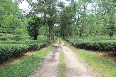 Photos of Noor Jahan Tea Garden
