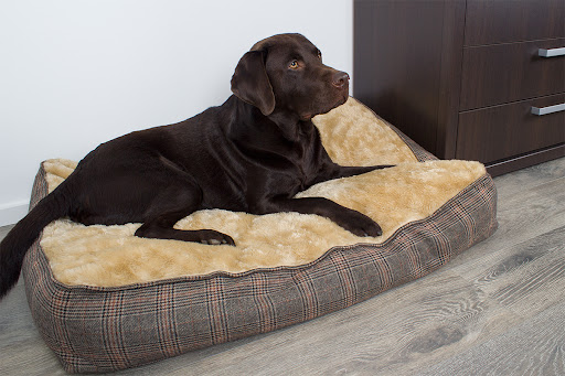 Galasturhunde - Thumbnail