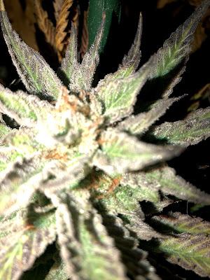 Photo of Colorado Cannabis Connection