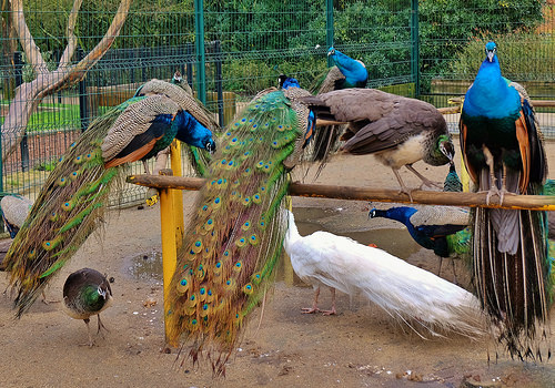 parc animalier - Thumbnail