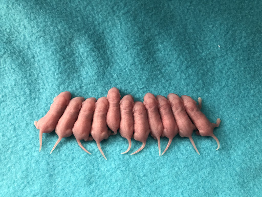 4Z Mousery and Rattery