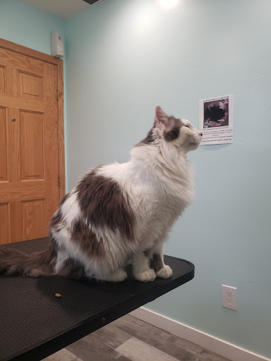 Spring Valley Animal Med Hospital - Thumbnail