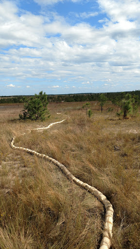 Peason Ridge Wildlife Management Area - Thumbnail