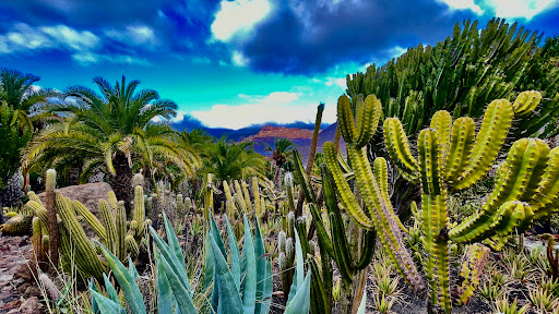 Cactus park bar - Thumbnail